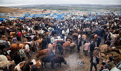 آغاز فصل فعالیت میادین دواب و نگرانی از بی برنامگی ها در آذربایجان غربی