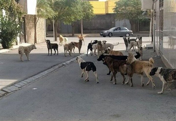 منداڵانی سنە قوربانیی خەمساردیی بەرپرسانی شار